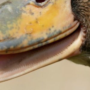 Do Ducks Have Teeth?