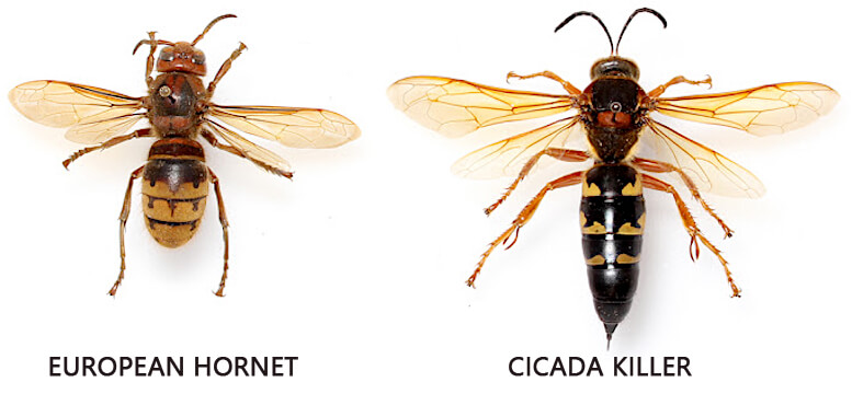 Cicada Killer vs European hornet