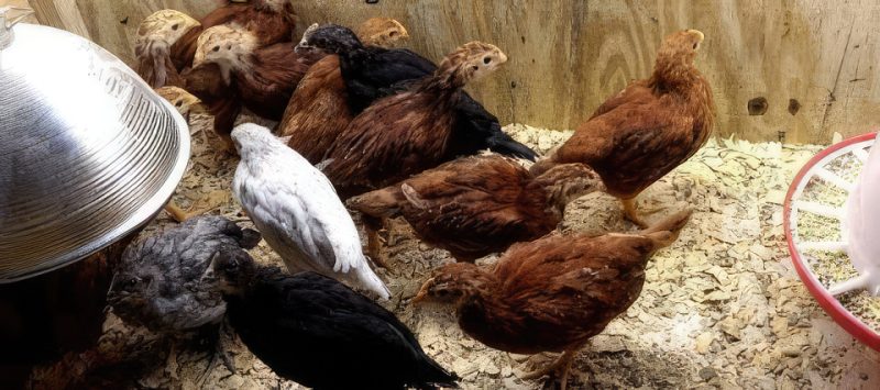 Chicks Heat Lamp