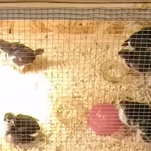 How long do chicks need a heat lamp?