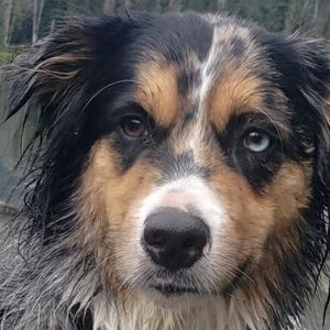 Prep your Animals for Disaster