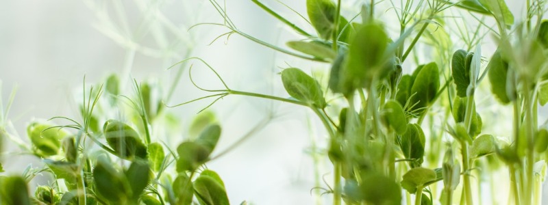 Can bunnies eat Bean Sprouts?