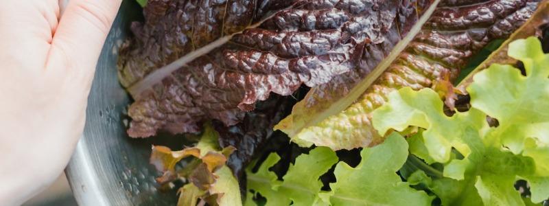 Can bunnies eat Butterhead Lettuce?