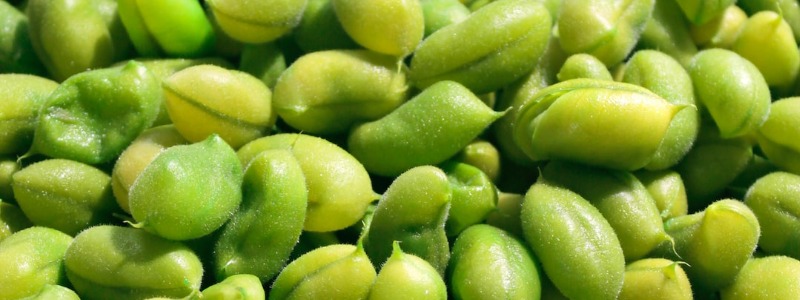 Can bunnies eat Edamame Beans?