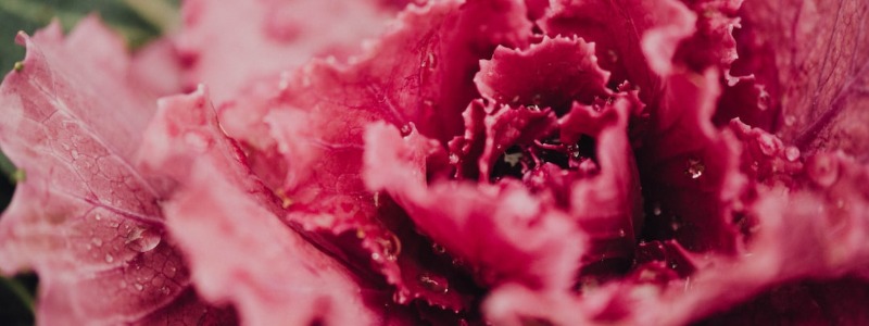 Can bunnies eat Red Cabbage?