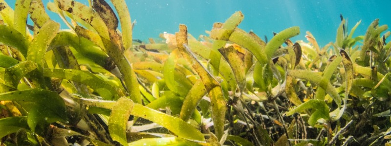 Can bunnies eat Seaweed?