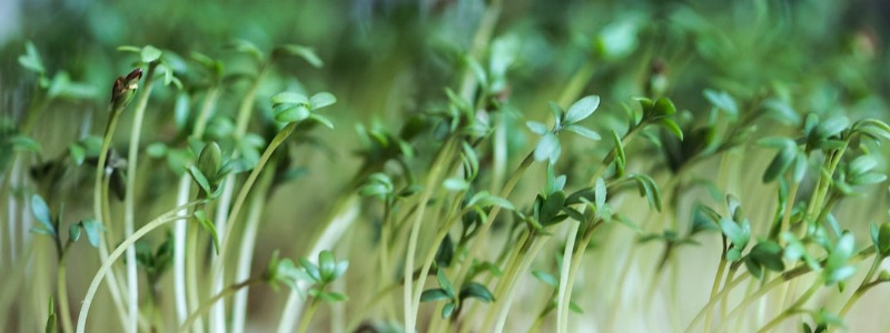 Can bunnies eat Watercress?