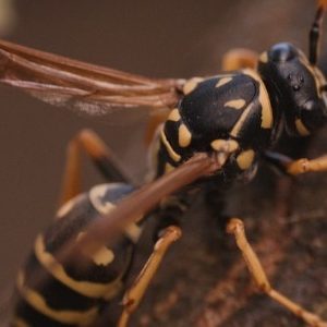 Cicada Killers
