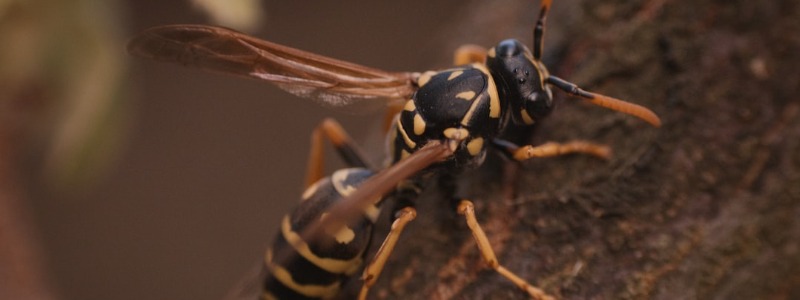 Cicada Killer Wasps