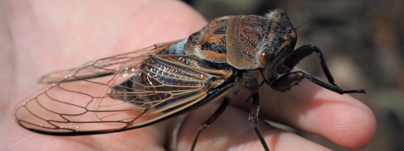 cicada in hand