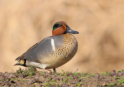Green-winged Teal