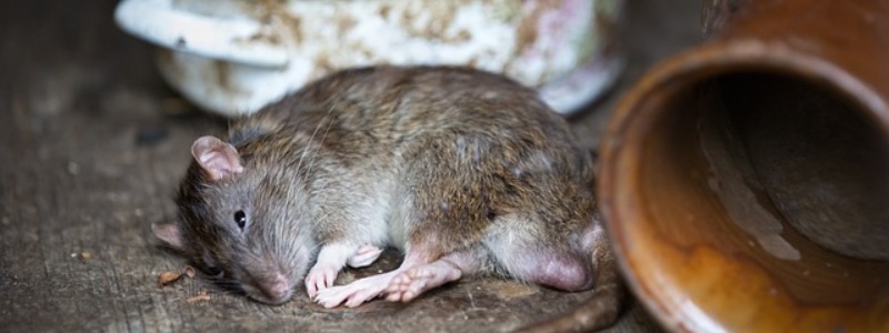 attic roof rat infestation