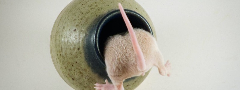 Texas Roof Rats - Texas Capital Forum & Coalition