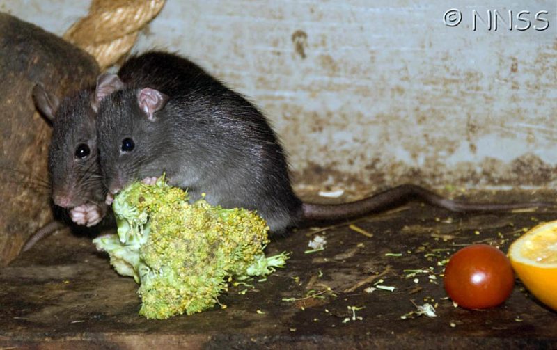 Rattus rattus (black rat)