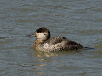 Ruddy Duck