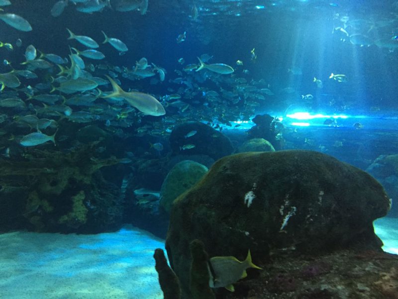 Sea Life Aquarium