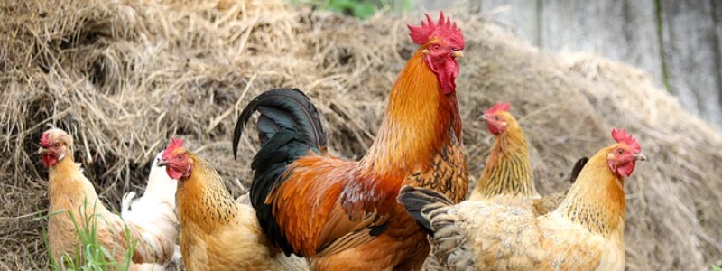 backyard chickens