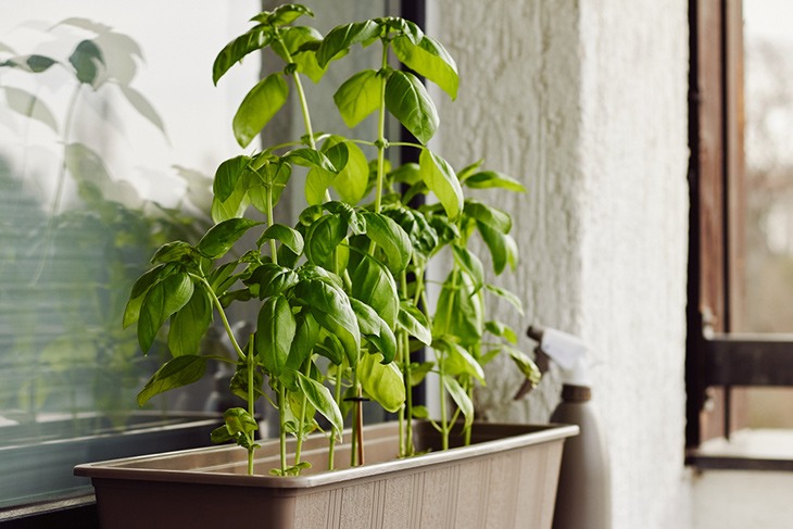 Basil: Annual or Perennial?