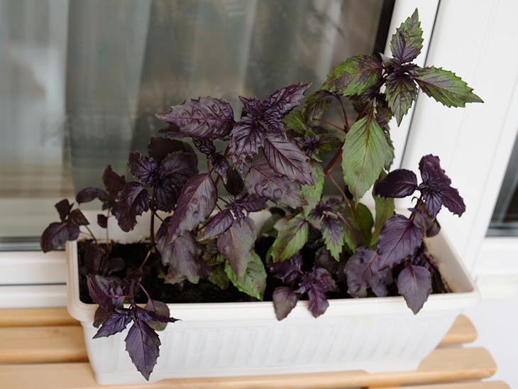Difference between annuals and perennials