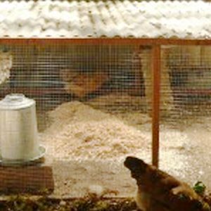 Chicken Tractors