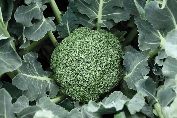 https://www.texascapital.org/wp-content/uploads/2023/06/destiny-broccoli.jpg