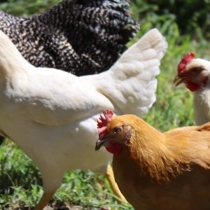 Feather Lice in Backyard Chickens