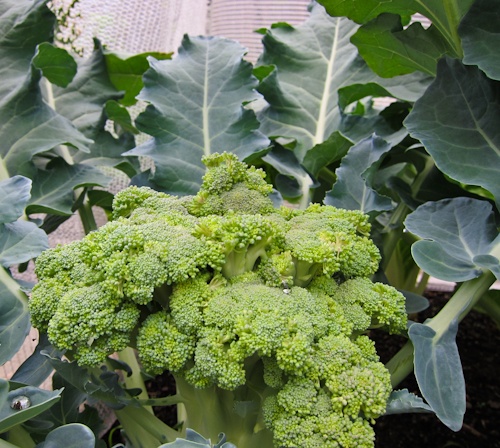 https://www.texascapital.org/wp-content/uploads/2023/06/fiesta-broccoli.jpg