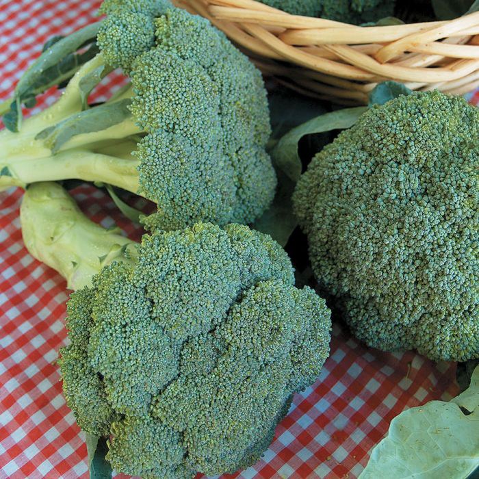 https://www.texascapital.org/wp-content/uploads/2023/06/gypsy-broccoli.jpg