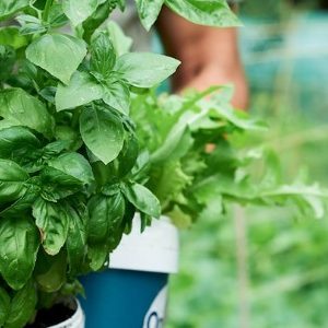 Is Basil a Perennial?