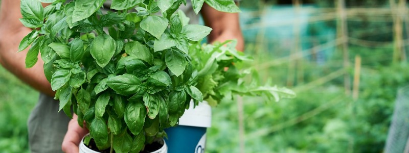 Perennial Basil