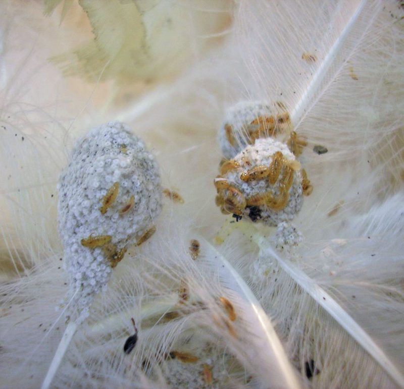 Lice infestation in Chickens
