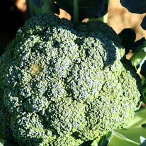Types of Broccoli