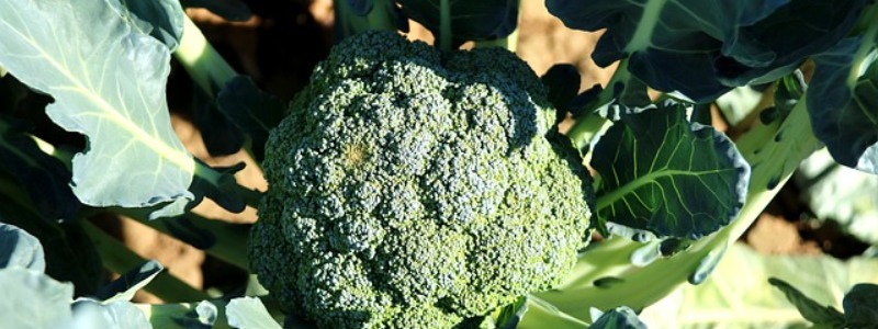 brocolli types