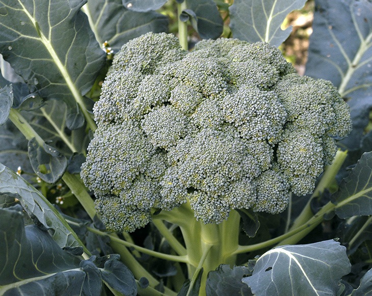 https://www.texascapital.org/wp-content/uploads/2023/06/waltham-29-broccoli.jpg