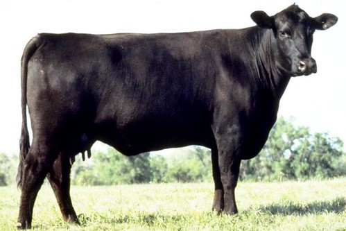 Black Angus