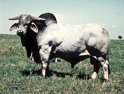 Brahman Cattle