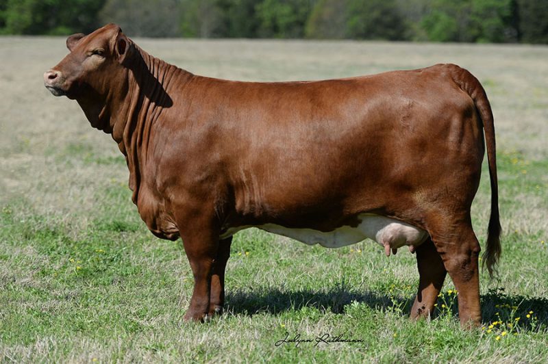 Females - Emmons Beefmasters