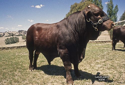 Santa Gertrudis cattle