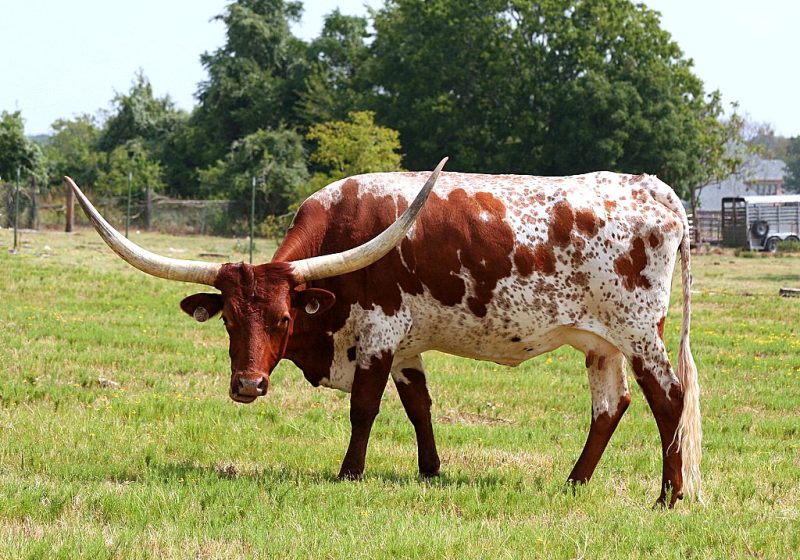Texas Longhorn