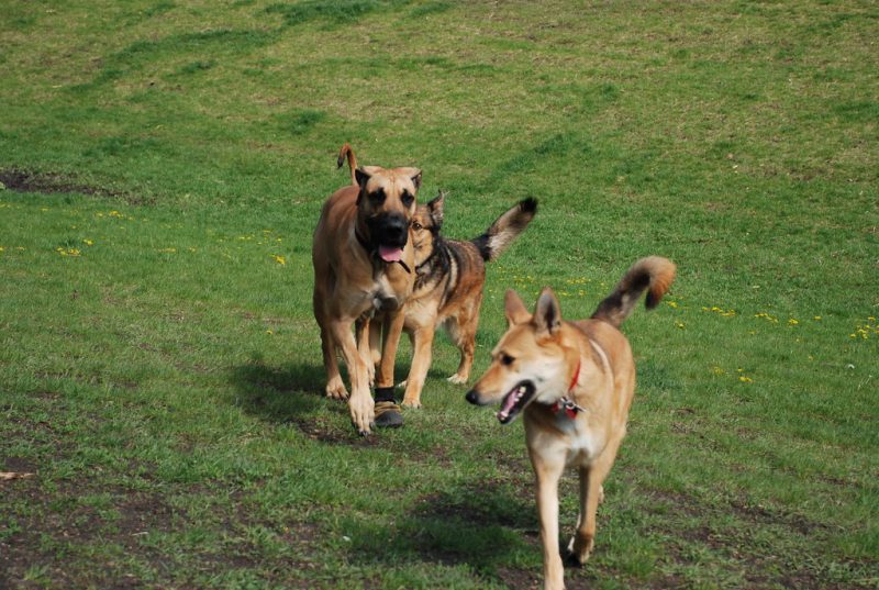 violate Texas leash laws