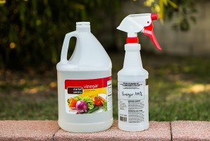 Vinegar Kills Mold